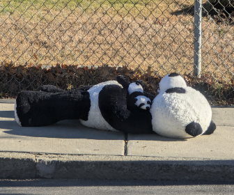 stuffed panda and baby panda laying on the sidewalk